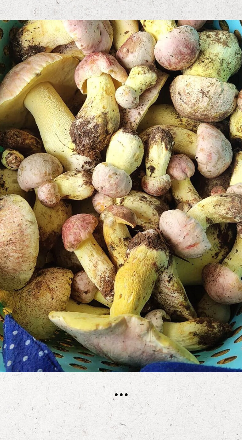 顺丰空运头茬野生新鲜牛肝菌红葱牛肝菌食用新鲜蘑菇见手青云南特产白