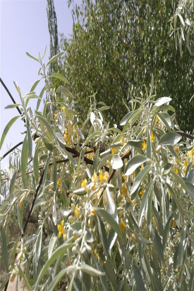 新疆黑蜂蜂头沙枣花蜂蜜
