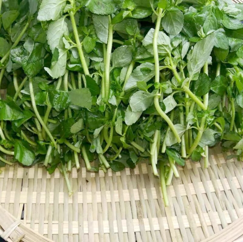 源外园 云南野菜水薄荷 傣味麻章那香草 新鲜蔬菜水