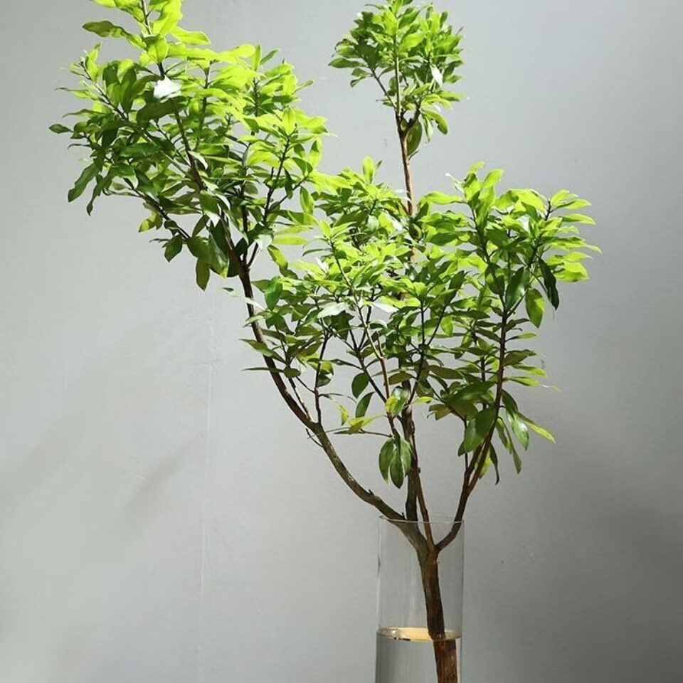 精选马醉木懒人水培植物鲜切枝吊钟枝条北欧风室内客厅装饰绿植精品