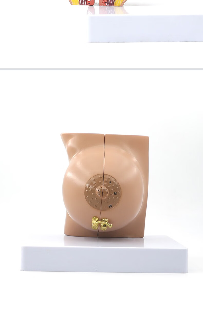 哺乳期乳房模型胸部解剖乳房结构造乳房乳腺病变模型催乳师教具 病理