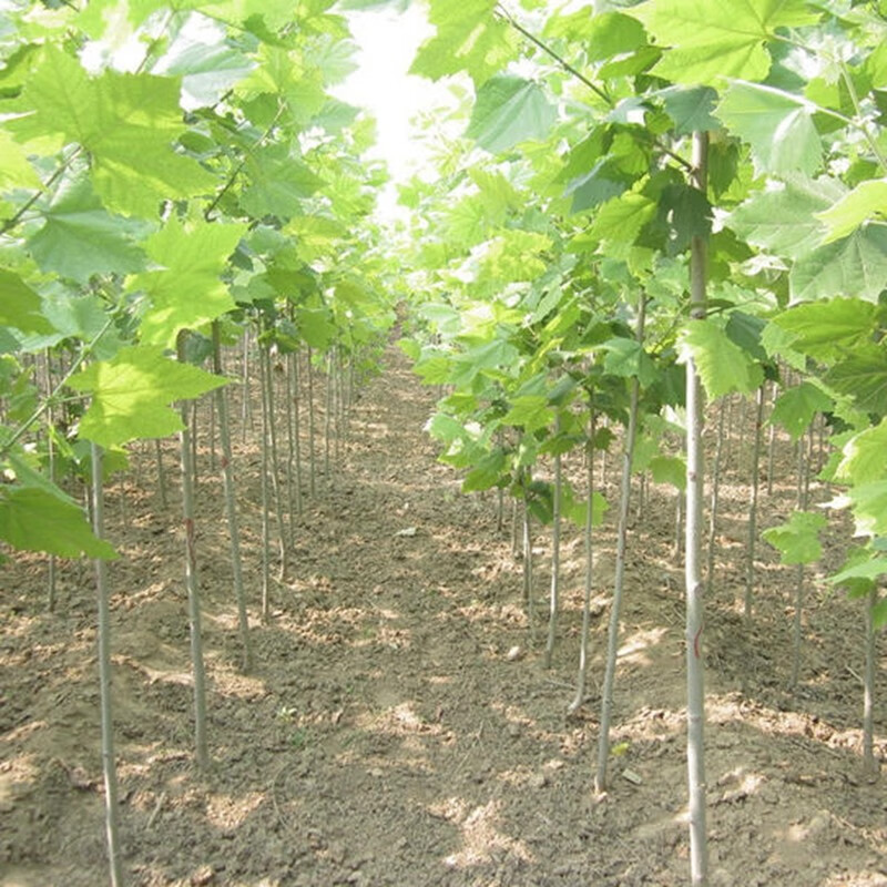 法桐树苗行道树法国梧桐树苗速生法桐苗青皮梧桐苗庭院工程绿化苗木