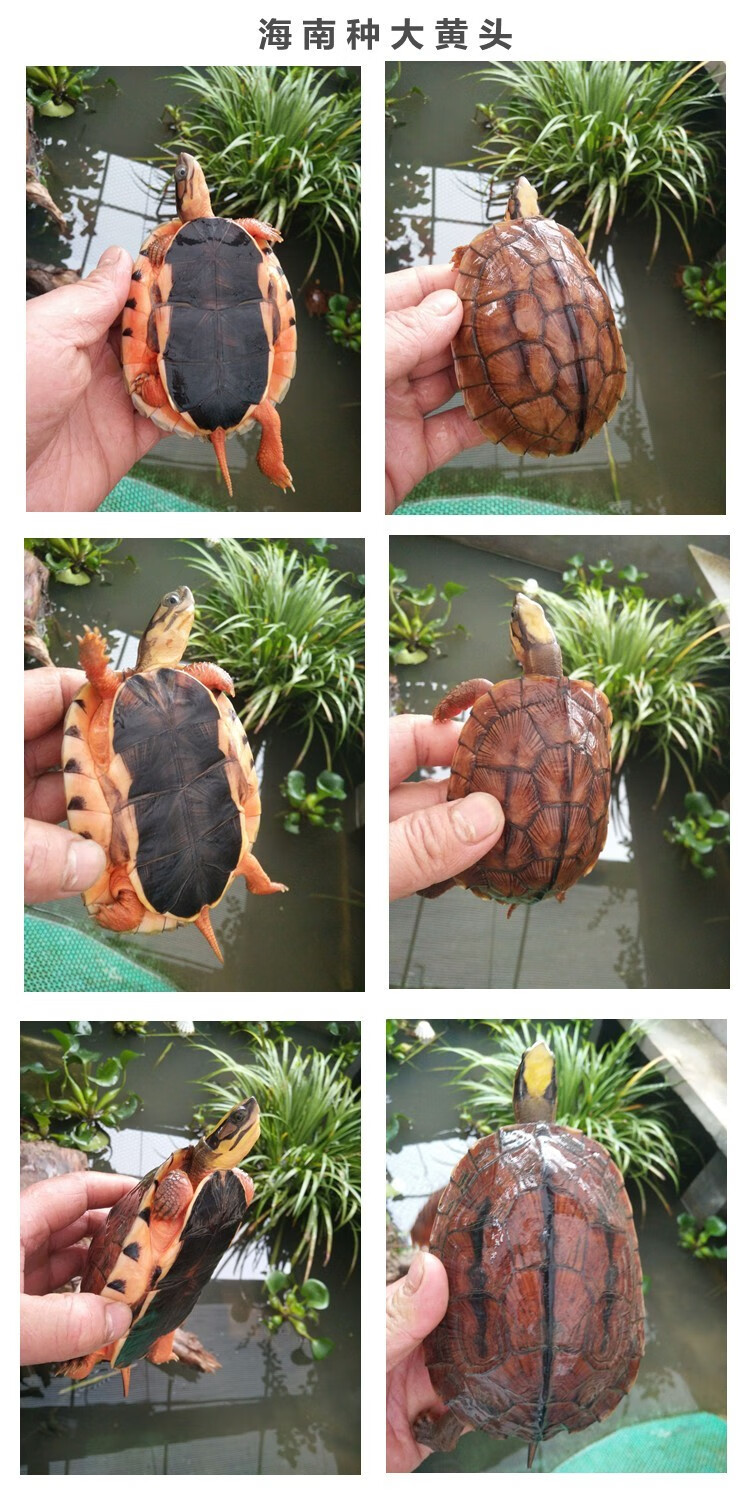 【活鲜】蟹爱 三线金钱闭壳乌龟宠物龟苗活体 20-45克(越南种三线黑底