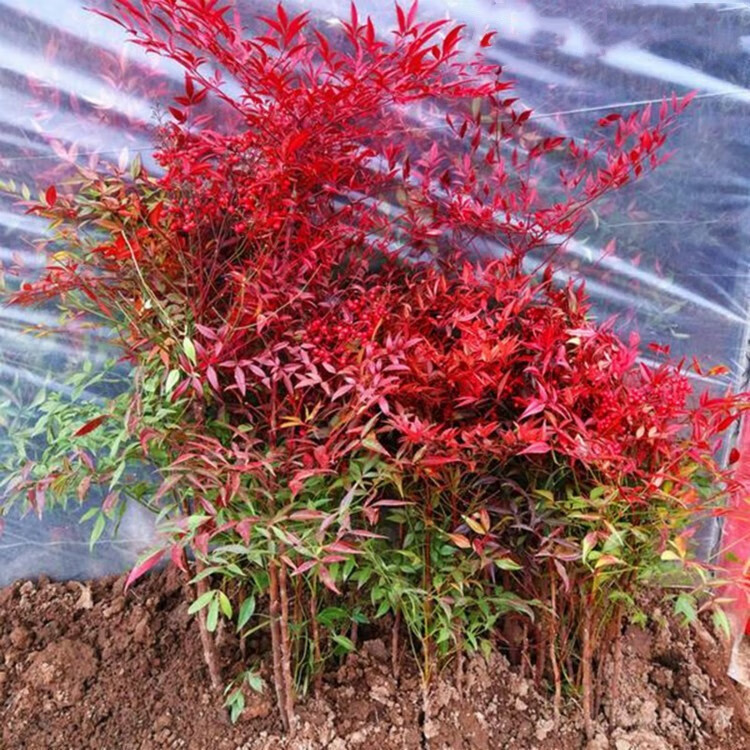 红天竹树苗 红天竺 红叶南天竹盆栽景 阳台盆栽红天竹 火焰南天竹苗