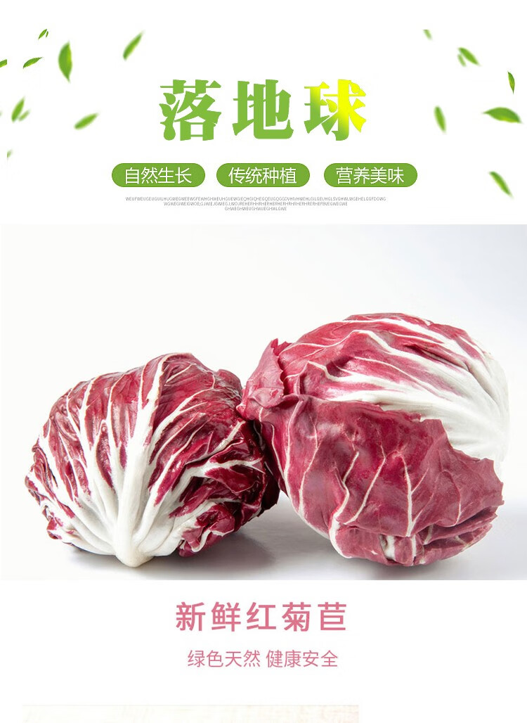 新鲜落地球生菜沙拉蔬菜红叶包菜红菊苣西餐沙拉菜精选5斤装
