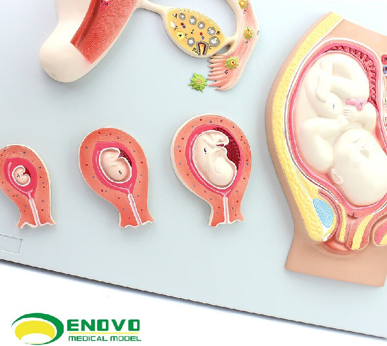 颐诺 女性子宫妊娠生殖系统足月胎儿盆腔模型胚胎模型 女性盆腔生殖