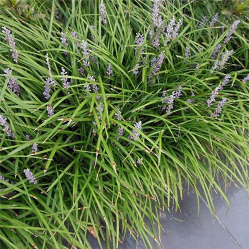 麦冬草四季可活矮麦冬苗庭院绿化耐阴耐旱工程绿化苗细叶麦冬 红花醡