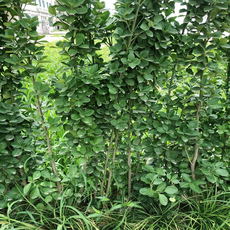 冬青树苗耐寒耐旱北海道黄杨树苗小苗种植易活北海道黄杨高度0608米