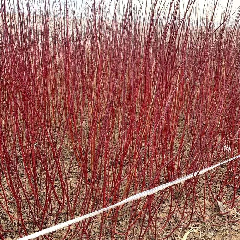 红瑞木树苗红杆麻球红柳枝条绿化苗木红柳枝户外庭院植物绿化苗木