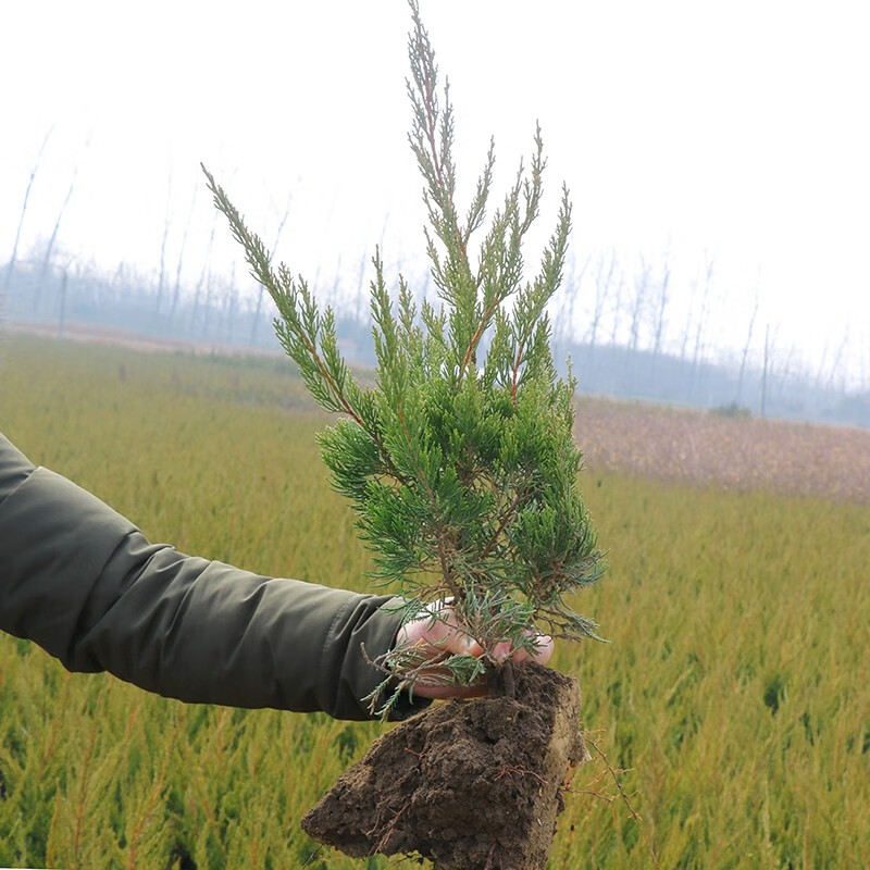畅微龙柏小苗小龙柏龙柏球庭院四季常青龙柏树苗龙柏