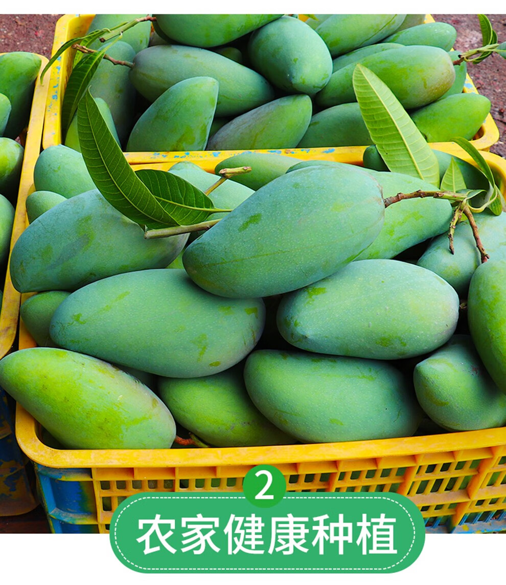 夔源越南进口大青芒青皮芒果非芒攀枝花香芒果新鲜水果5斤精品装