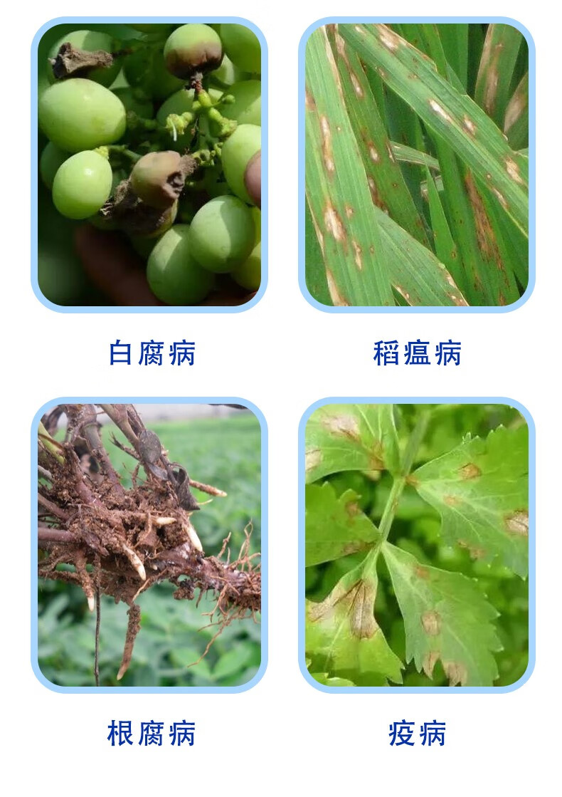 50%福美双西瓜炭疽病杀菌剂农药植轻松 40g