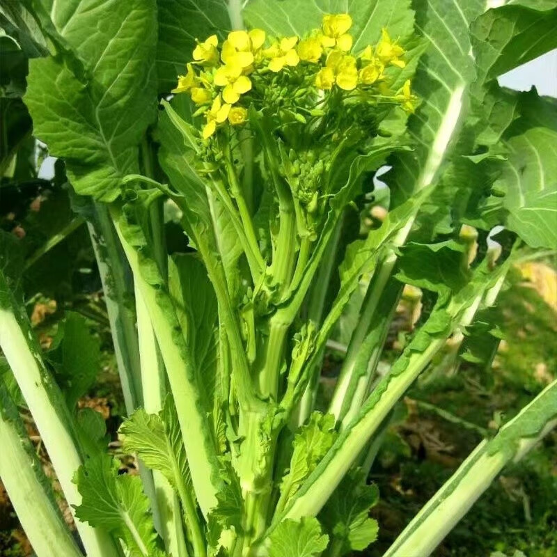 增城迟菜心 特产新鲜现摘现发广东小楼腊布菜心5斤9斤蔬菜高脚菜心 5