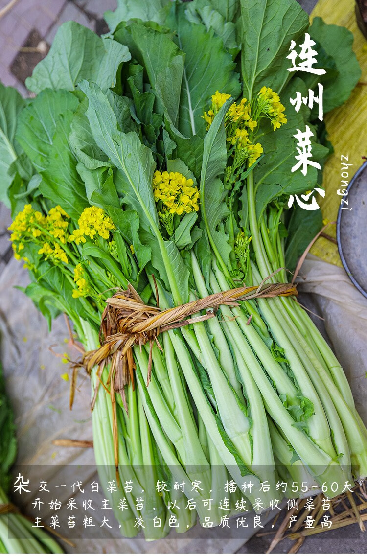 寿禾四九菜心种子广东甜菜心红菜苔白洪山菜薹菜芯夏秋季播种菜种籽四