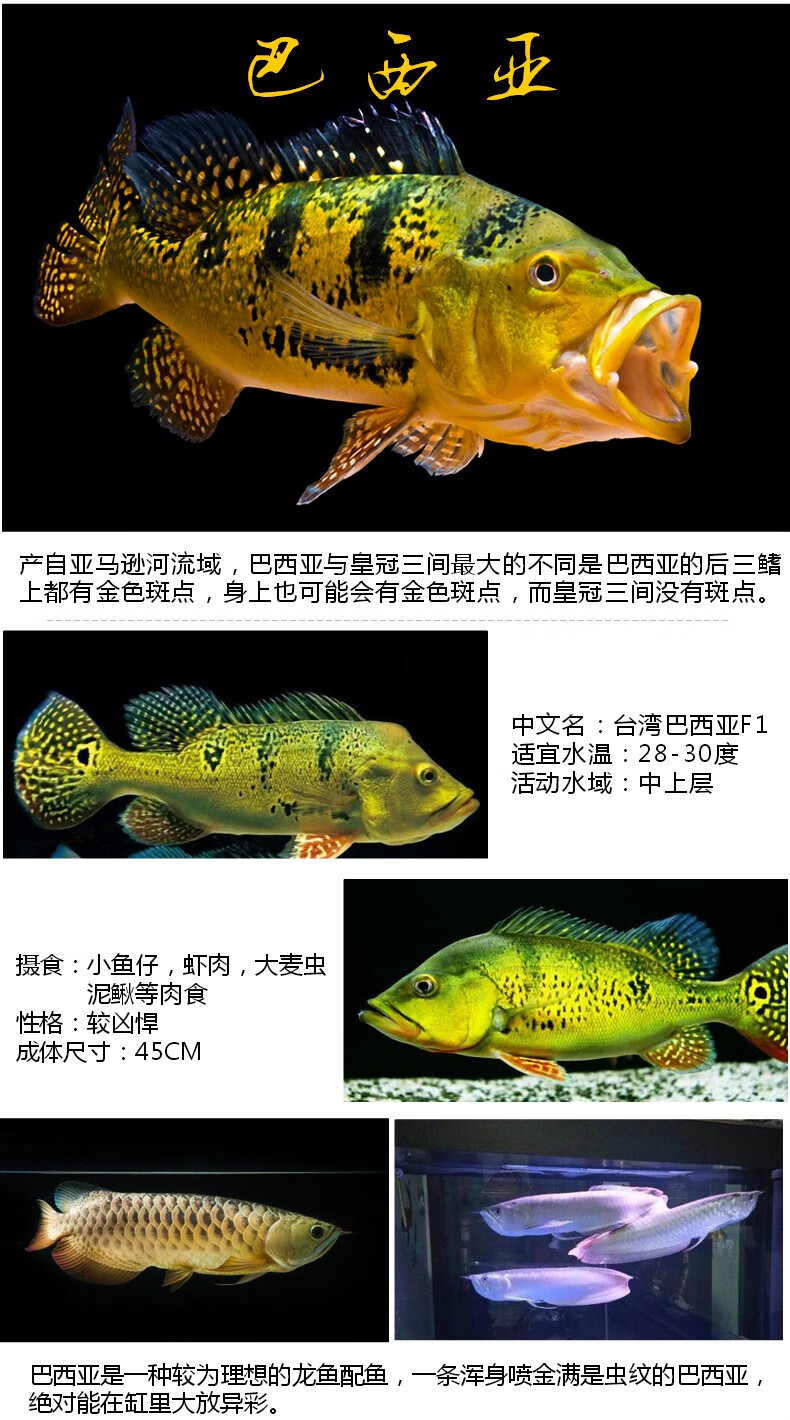 巴西亚鱼苗活体帝王三间三间鱼蓝帆五间申古三间起头巴西亚大型古介9