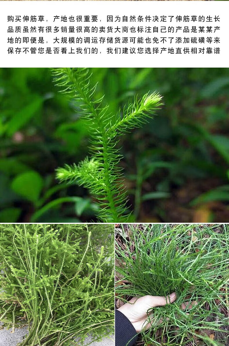 荣强甄选中药材伸筋草500g 筋骨草 大伸筋草 500g