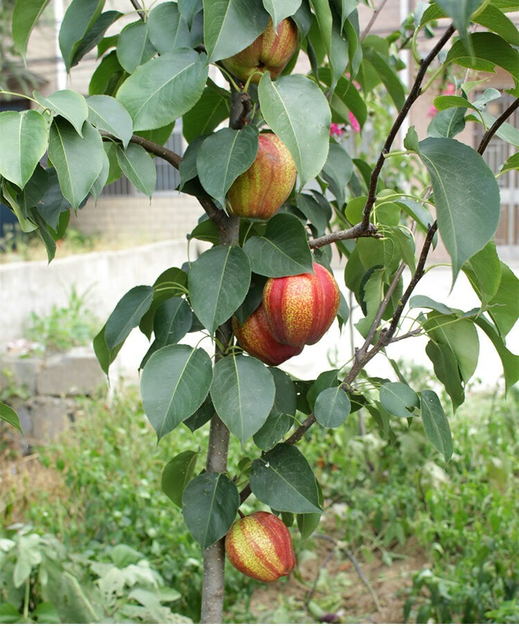 果树苗 梨树苗 梨树树苗 红梨苗苗木果苗 苹果梨苗 水晶梨贡梨苗 盆栽
