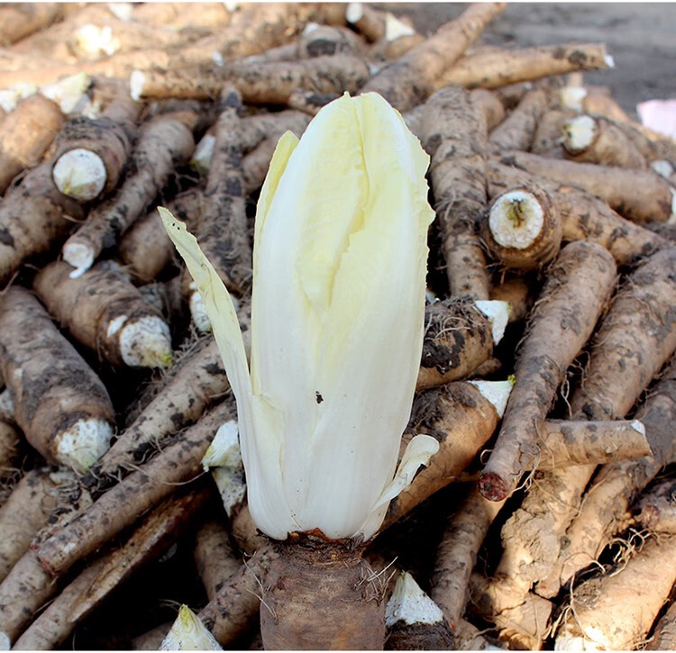 大禹 金玉兰菜苗种子菜根种根菊苣苗 黄色软化菊苣