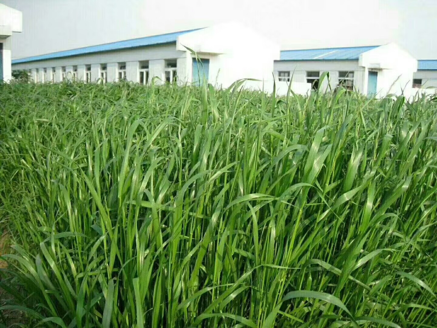 耐寒多年生黑麦草种子四季播种牧草种籽养殖猪牛羊鸡鸭鹅鱼草种子