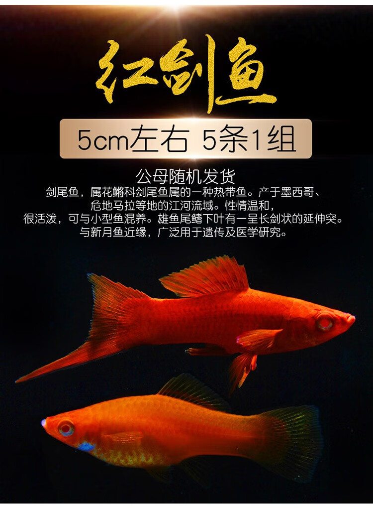 活体宠物小型热带鱼观赏鱼活体红玛丽高鳍红剑鱼淡水鱼孔雀鱼大红色
