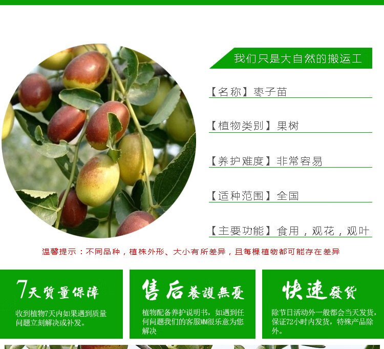 枣苗果树苗枣树苗嫁接枣树苗盆栽地栽南方北方庭院农田阳台种植当年