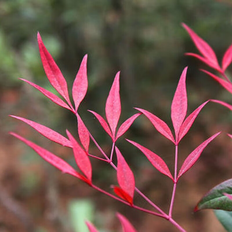 侬律红天竹盆栽地栽红叶南天竹庭院绿化色块苗南蓝天竹树苗阳台花卉