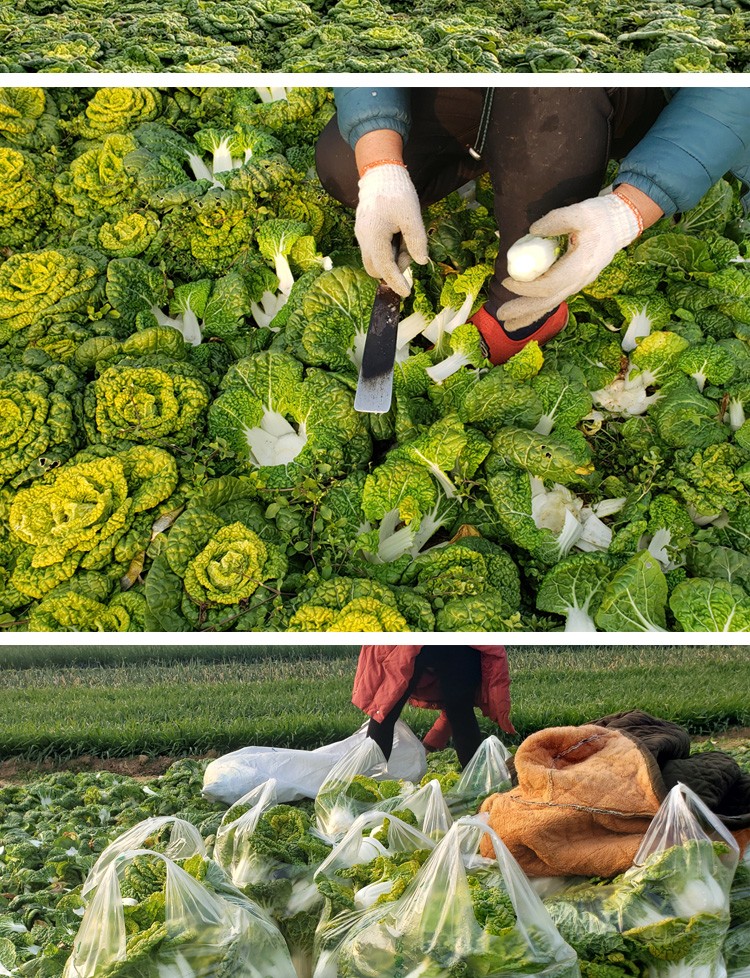 黄心菜农家露天种植新鲜蔬菜乌塌菜5斤