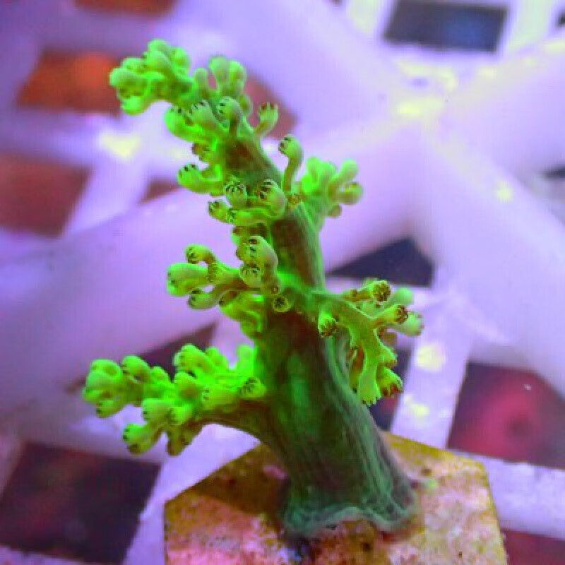 珊瑚活体活物啃牙树绿麦穗圣诞树珊瑚软体lps海水养殖家养办公室海水
