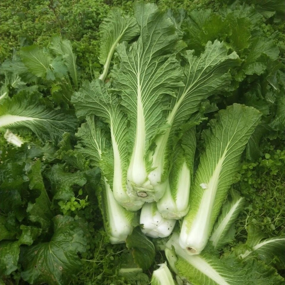 白菜 新鲜青口白菜 大白菜青口白蔬菜叶子菜 3斤【图片 价格 品牌