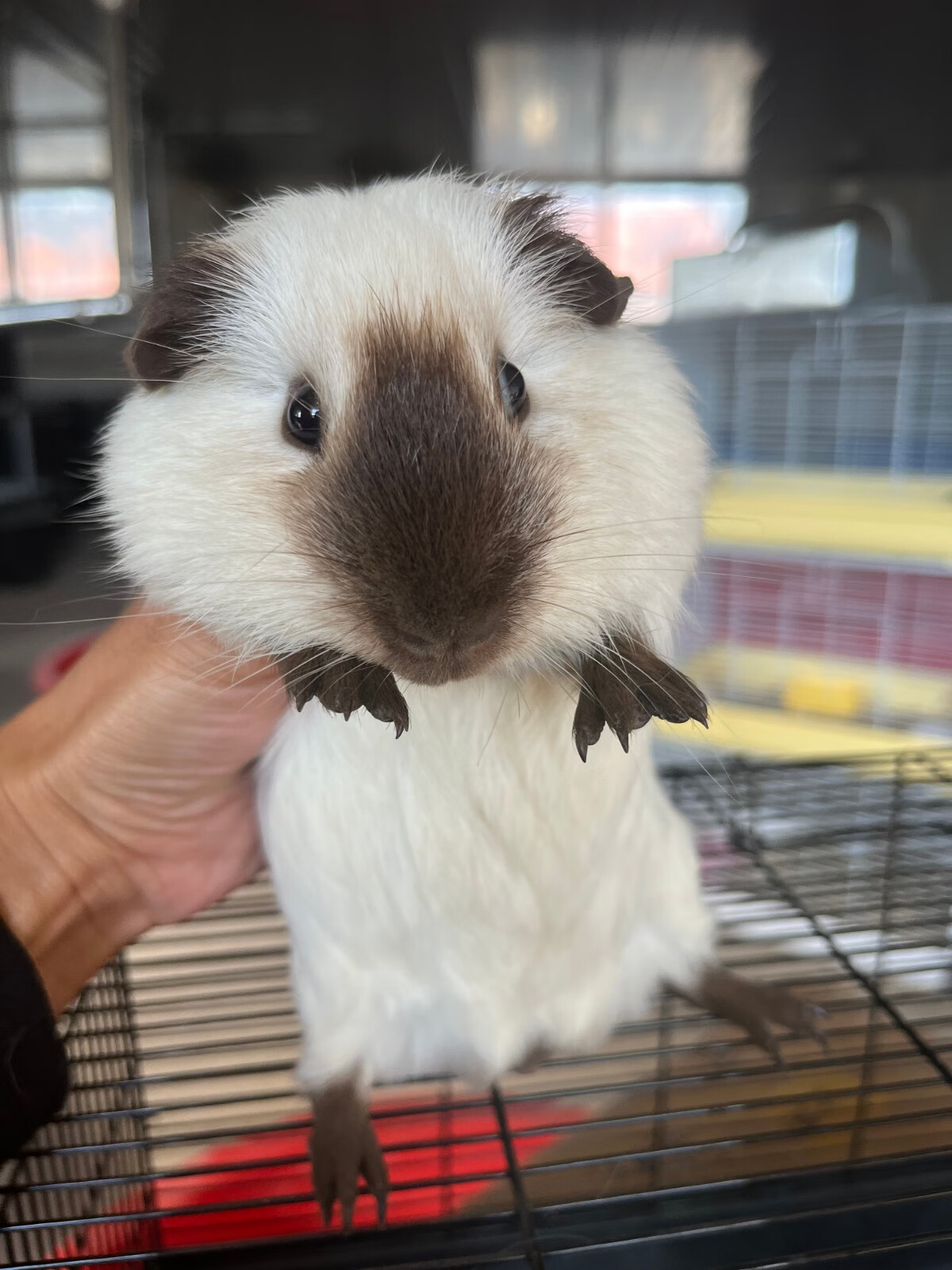 灵狐之家 加州荷兰猪活体宠物豚鼠各种颜色卷毛包子脸缎毛宠物猪荷兰