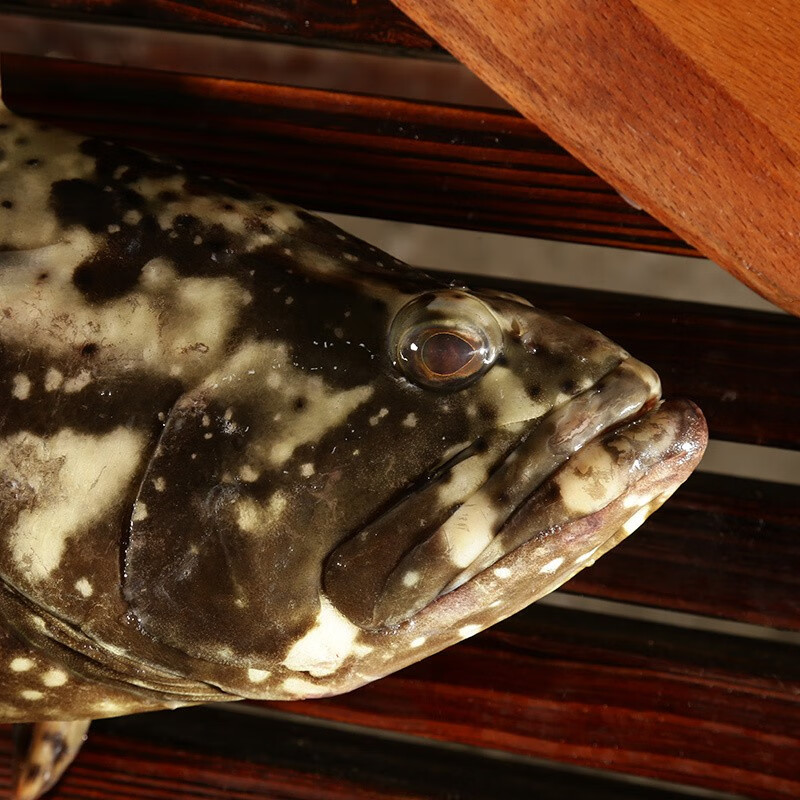 虎斑鱼 鲜活龙胆石斑鱼 海鱼 2斤左右/条 海鲜水产 顺丰 大菜园【图片