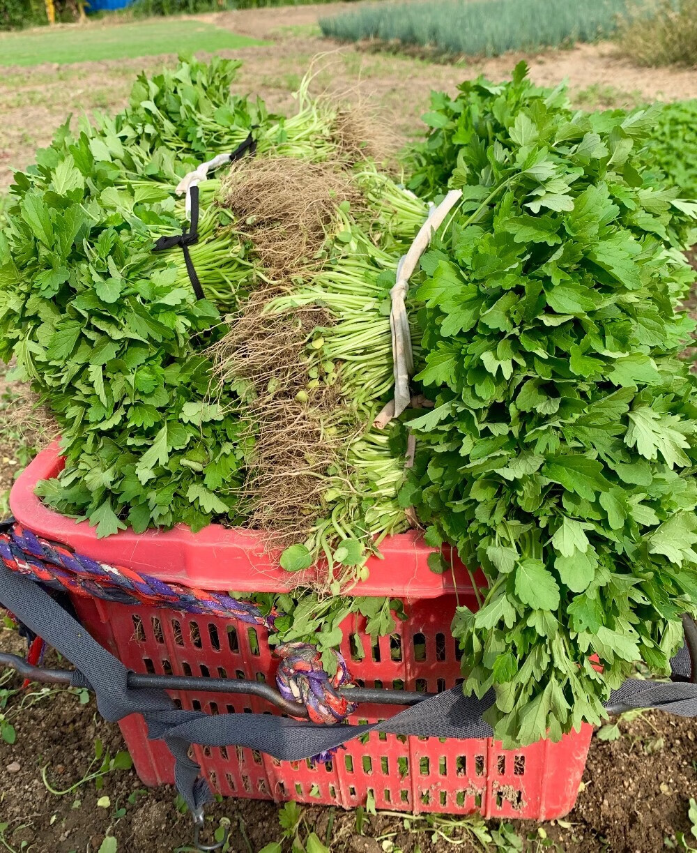 益母草新鲜坤草野菜500g新鲜益母草菜鲜蔬菜健康轻食