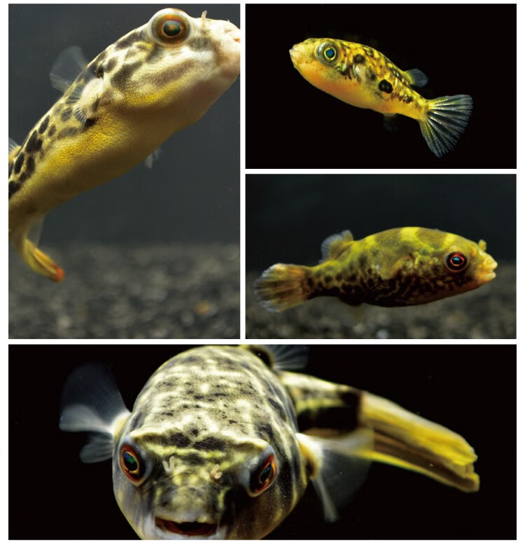 double yellow斑马狗头鱼潜水艇鱼巧克力娃娃河豚活体淡水麒麟热带吃