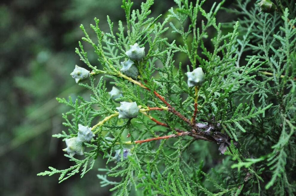 侧柏树苗扁侧柏树小苗松柏树苗绿化侧柏叶柏树苗木南北方种植厂区庭院