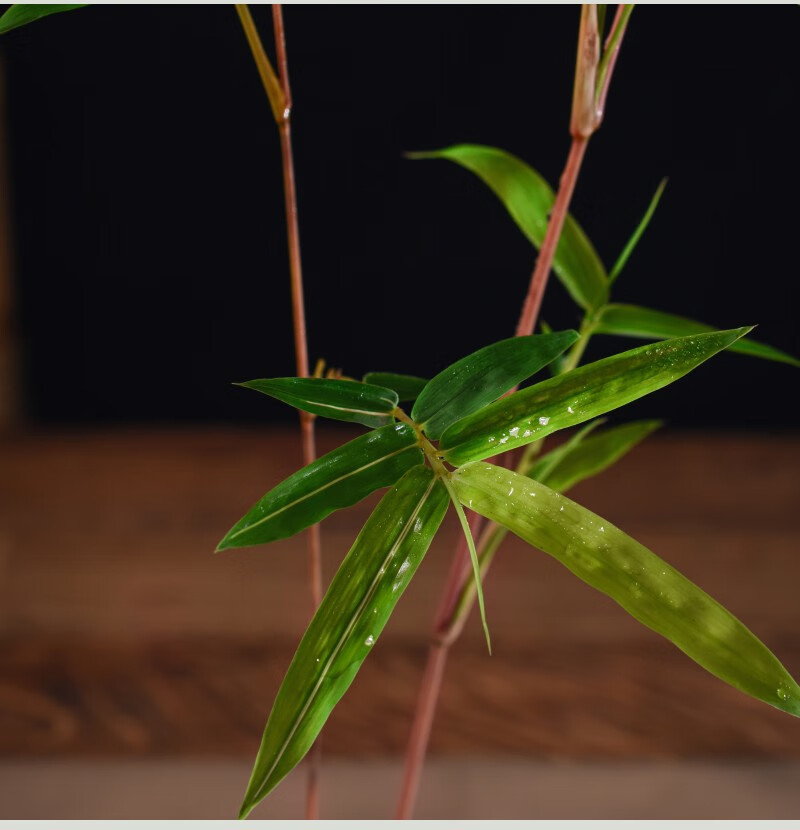 雨花蝶 红竹红观音竹红色竹子桌面绿植书房庭院阳台观叶植物盆景趣味