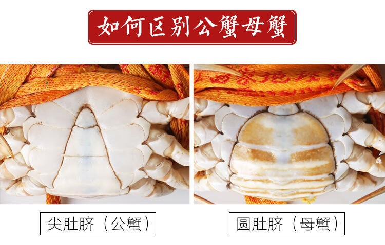 浙江三门青蟹鲜活红膏蟹肉蟹大螃蟹鲟菜鲟海蟹蝤蠓 公母混搭 净重3斤
