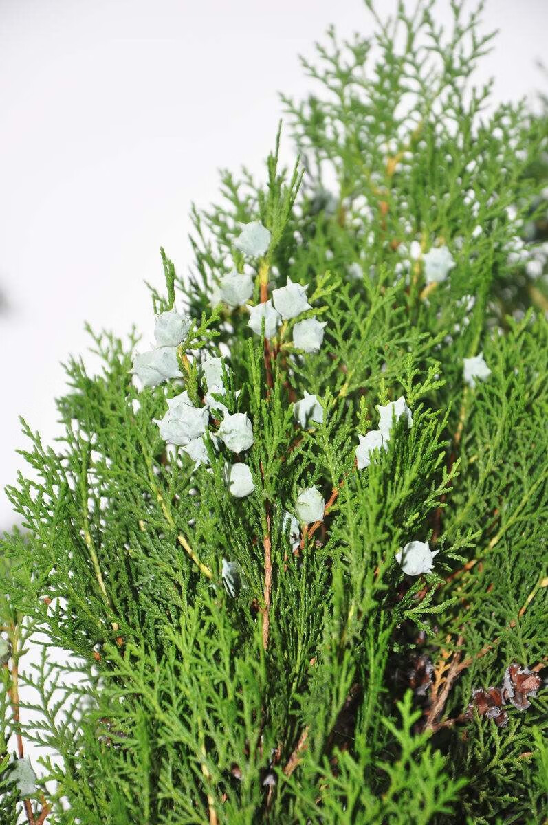 侧柏树苗扁侧柏树小苗松柏树苗绿化侧柏叶柏树苗木南北方种植厂区庭院