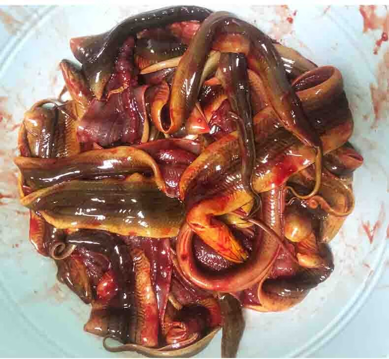 3斤 黄鳝鱼 鲜活现杀鳝片 小黄鳝活体现杀 去骨鳝鱼片【图片 价格