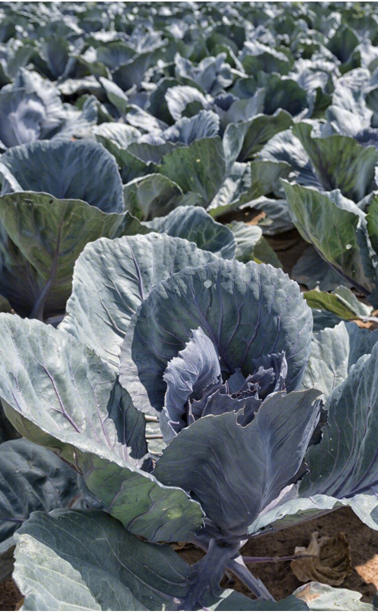 寿禾紫甘蓝种子苗甘兰包菜大头菜菜籽寿光发货紫甘蓝苗18棵