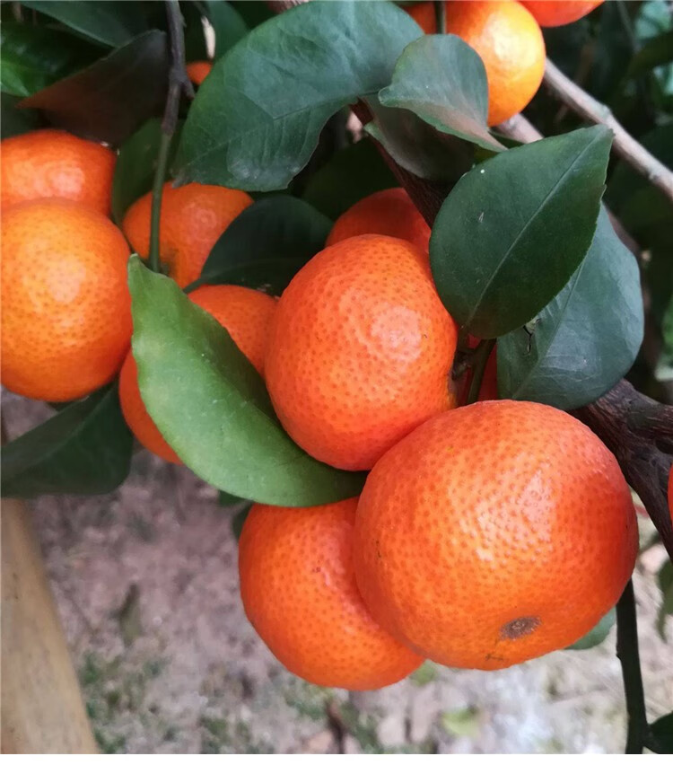 顺丰发货正宗广东四会沙糖桔新鲜水果当季橘子桔子砂糖橘10斤精选中大