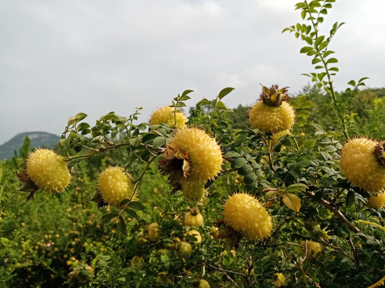 保温箱冰袋发货精选5斤装新鲜刺梨鲜果贵州特产水果维vc酸甜泡酒黄木
