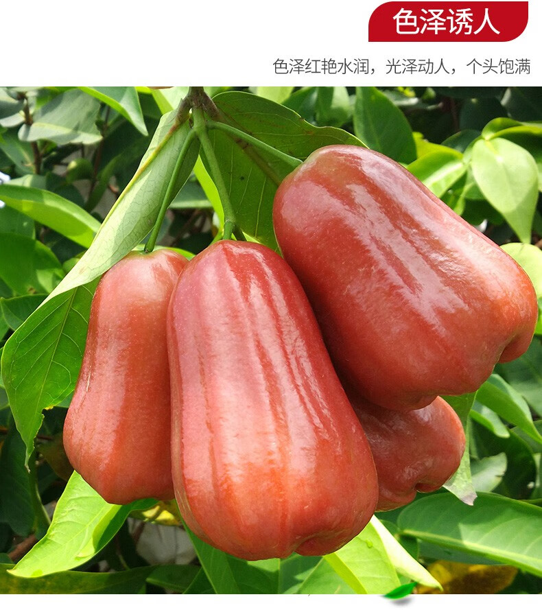 海南新鲜莲雾果黑金刚当季牛奶莲雾孕妇热带水果2斤装4斤一箱