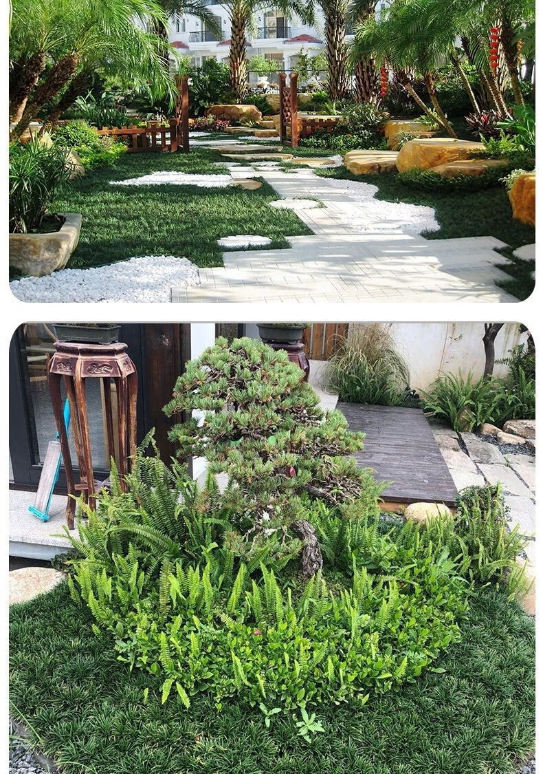 日本矮麦冬玉龙草金边麦冬兰花三七庭院别墅园林绿化简雪 一平方净草5