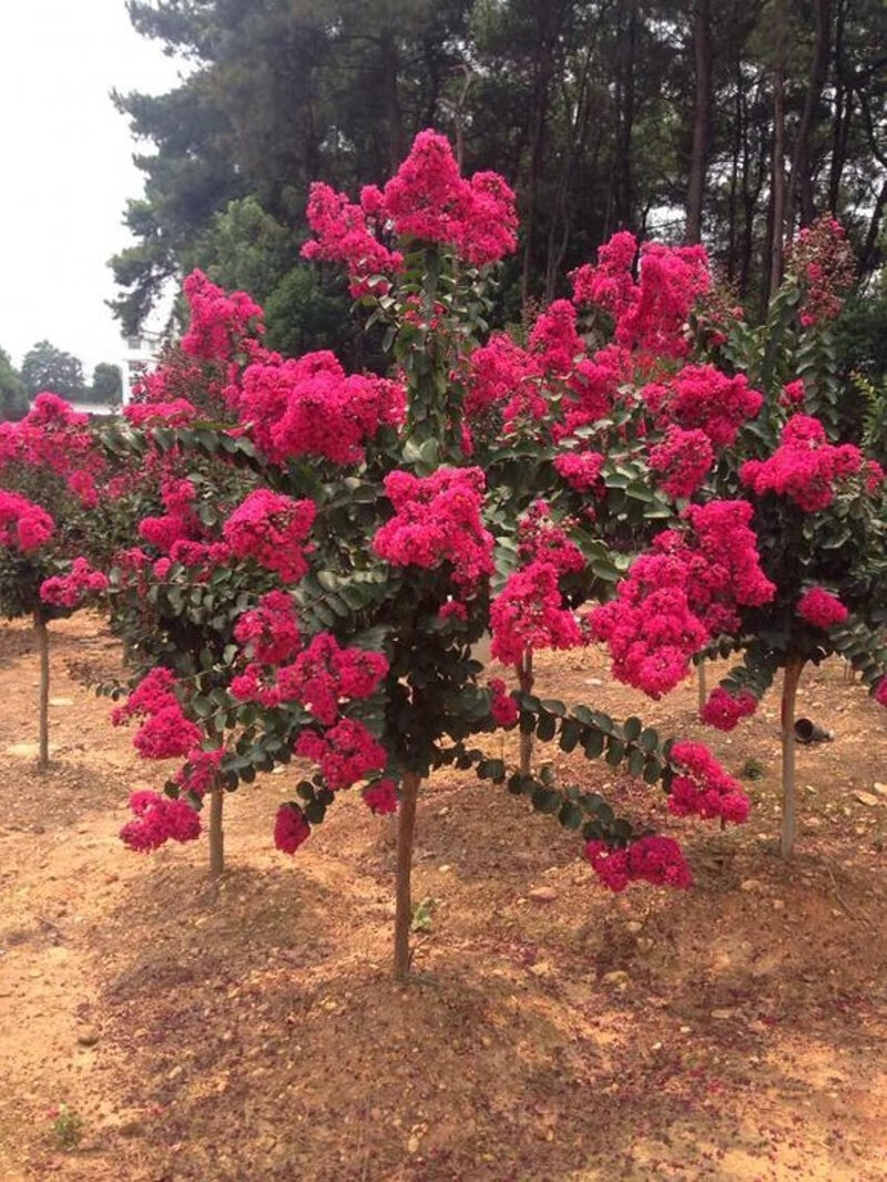 百日红紫薇树苗 红花紫薇树苗 紫薇花苗 美国红火箭紫薇 南方北方种植