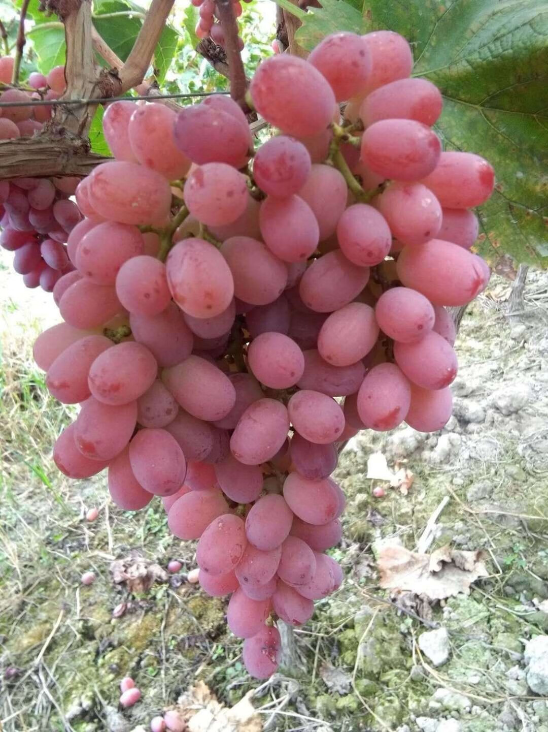 【顺丰】克伦生无籽红提提子当季新鲜葡萄超甜现摘运城茉莉香当季孕妇