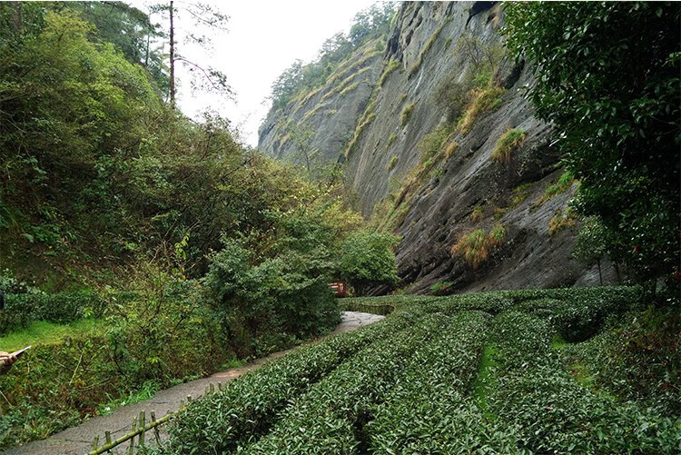 玺熙茗茶 九龙窠肉桂 武夷岩茶正岩大红袍茶叶坑涧当家十泡有香肉 桂