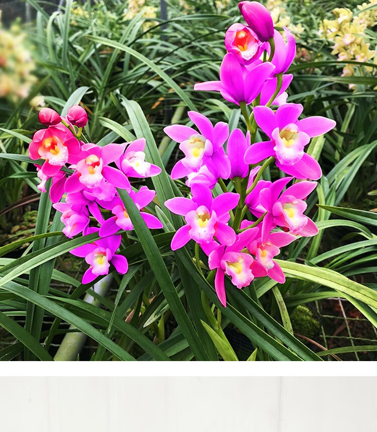 建兰四季兰 红酒之恋 有香味的浓香型兰花苗室内好养花卉绿植盆栽