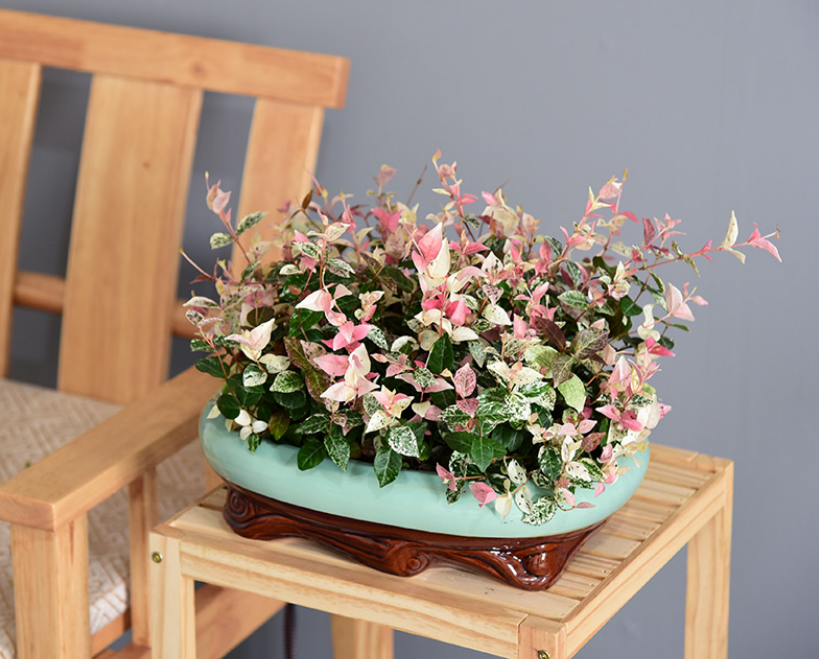 彩色花叶络石植物五彩客厅办公室内桌面盆景美观观叶绿植阳台植物慈青