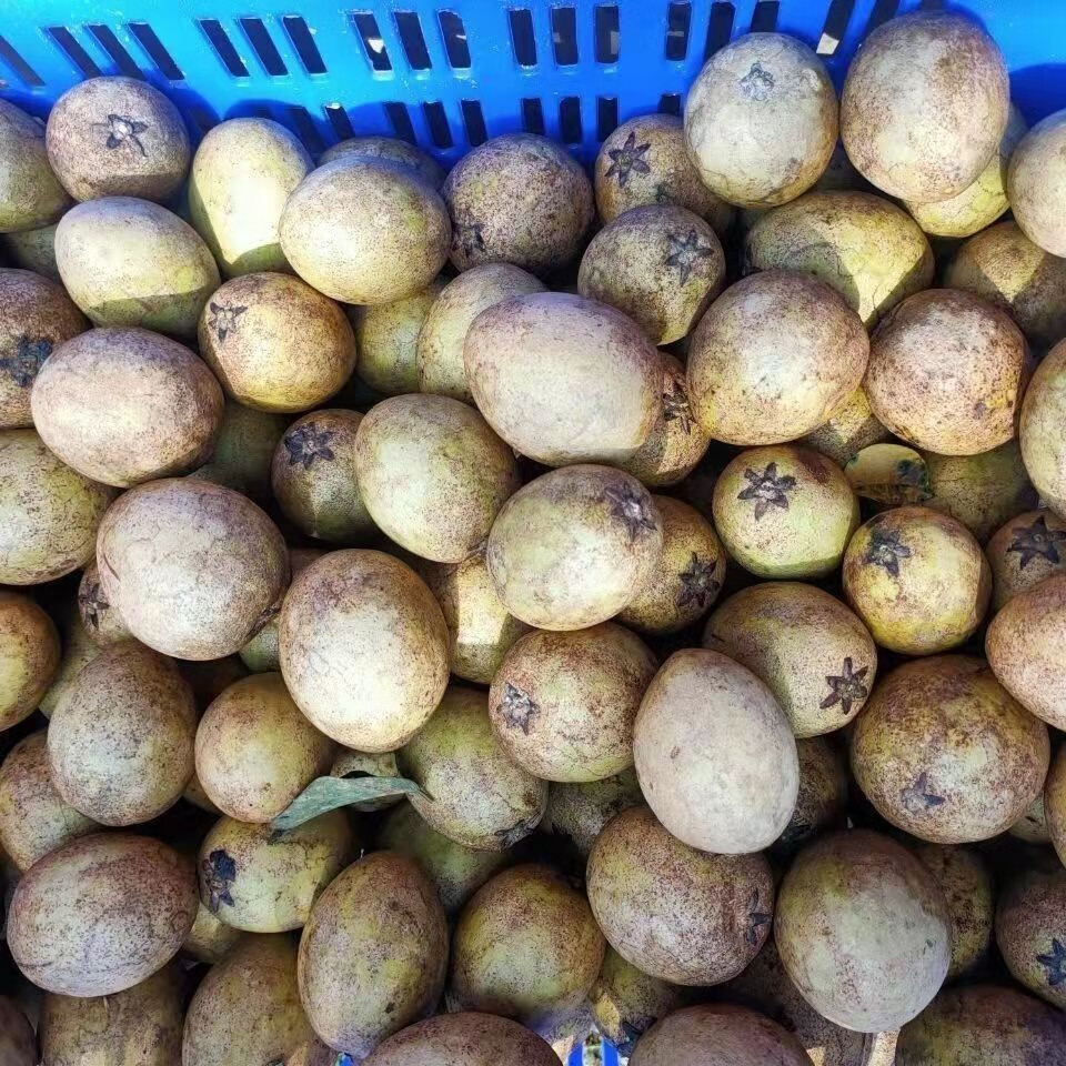 特大果超甜海南人心果孕妇人参果仙人果三亚当应季新鲜水果热带水果超