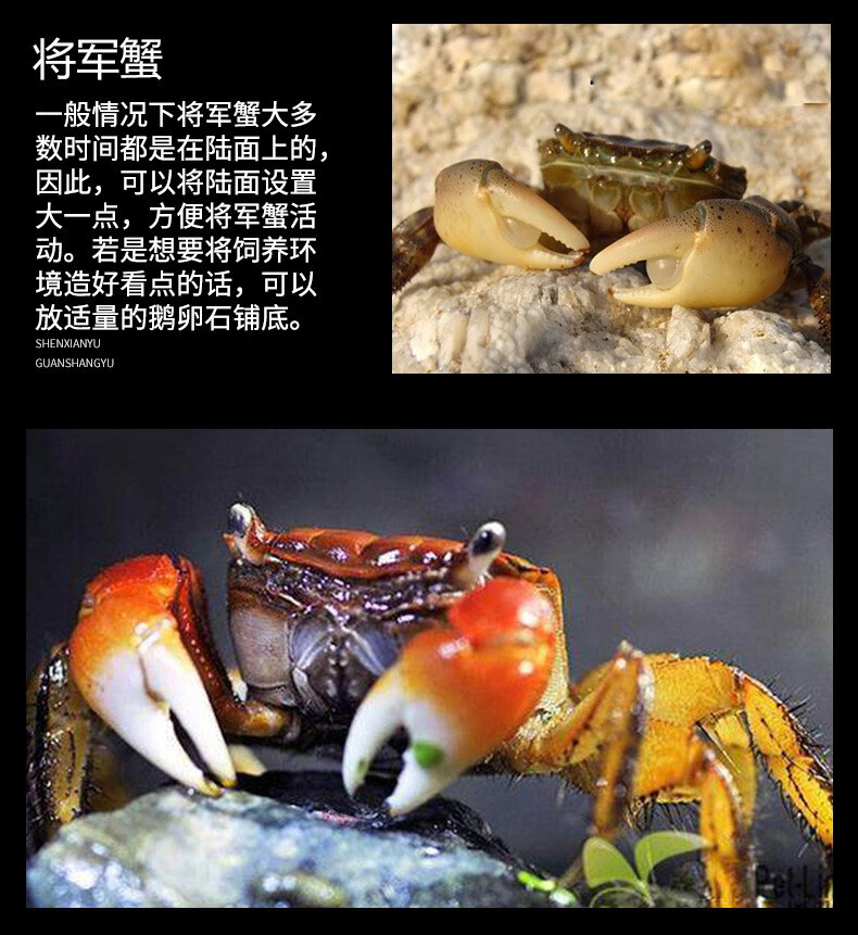 云峰海瑞 观赏蟹活体螃蟹宠物蟹 水族箱水草活体蟹 套装(相手蟹将军蟹